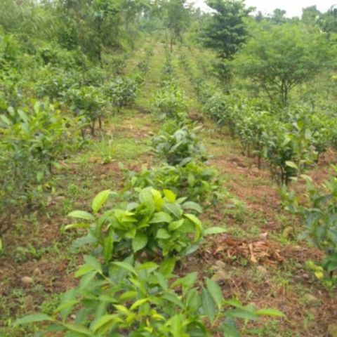 Tea Plantation