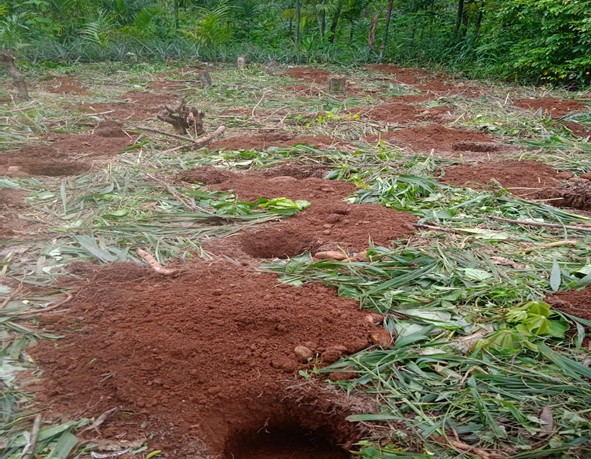 Arecanut Plantation Area, Laikher