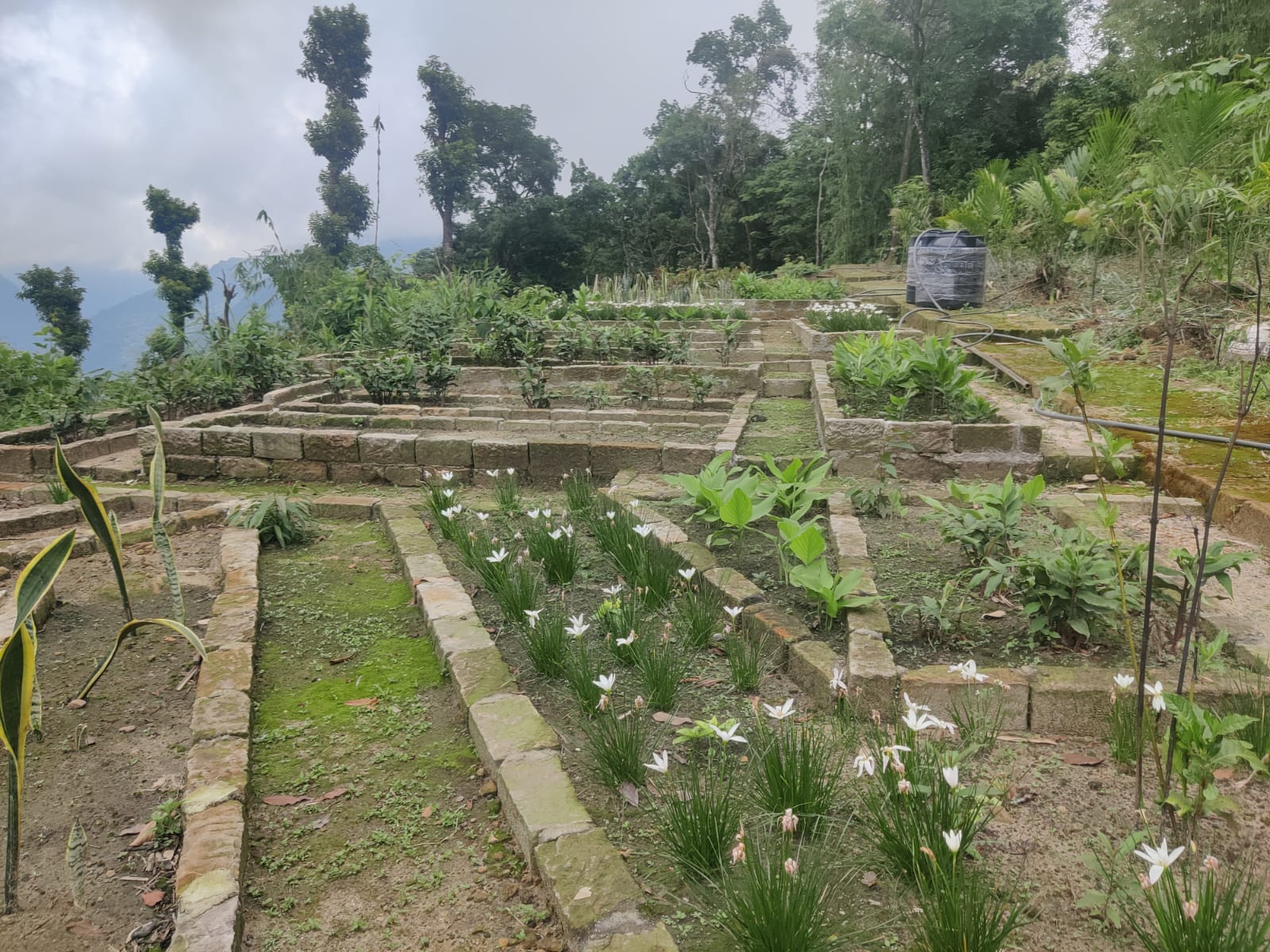Herbal Garden